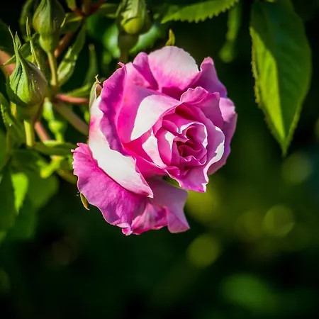 Dunenblick 01 - #118535 Ahrenshoop